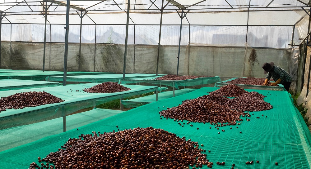 káva na vyvýšených afrických postelích